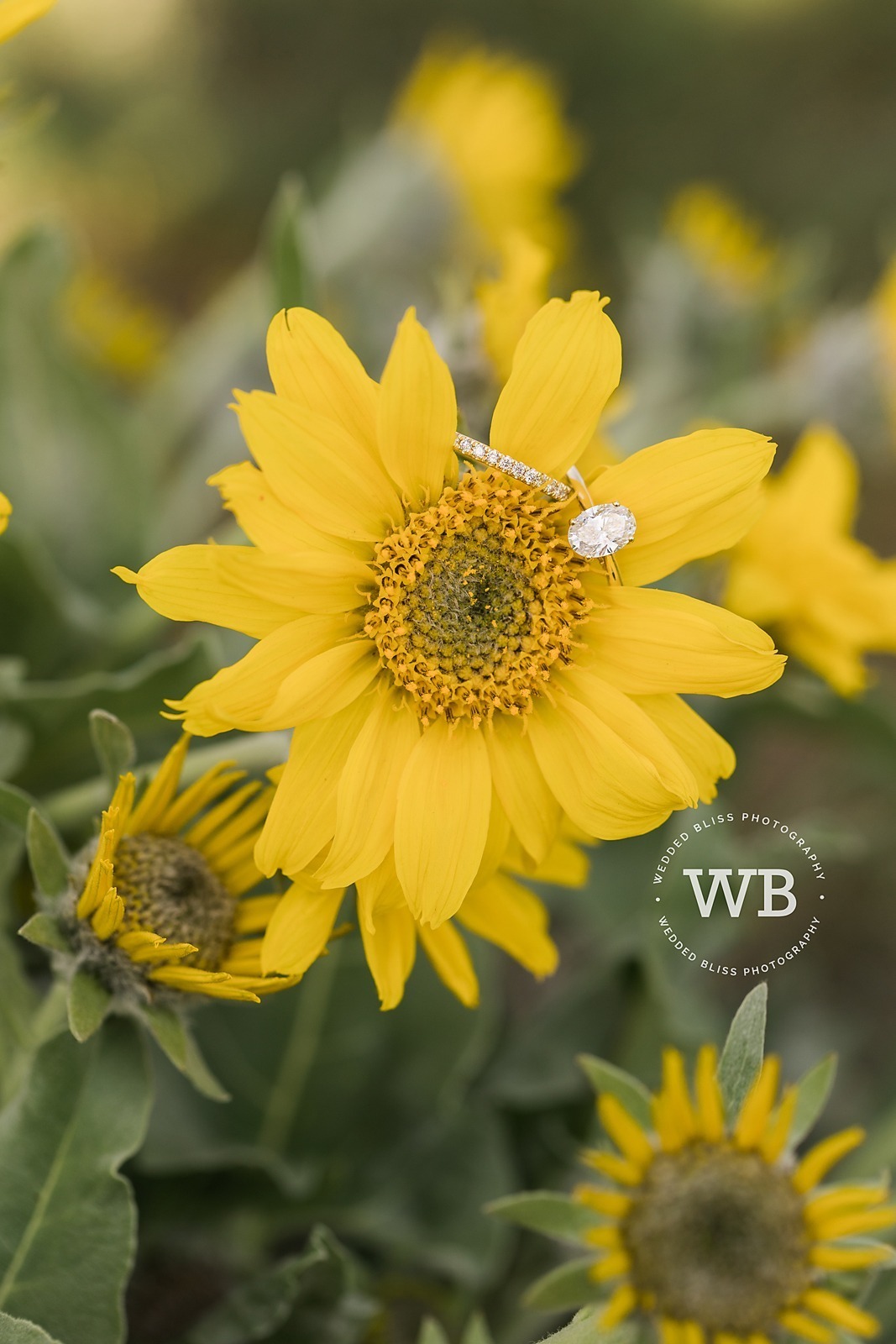 Vernon Wedding Photographer