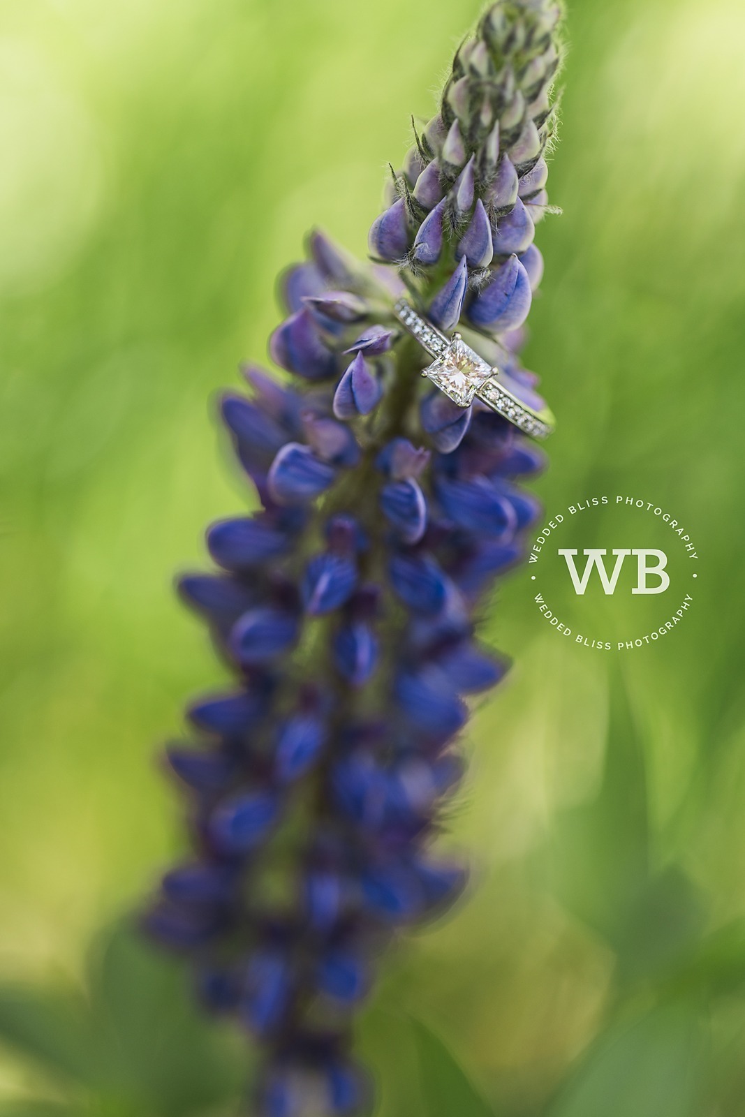 Wedding Photographer in the Okanagan